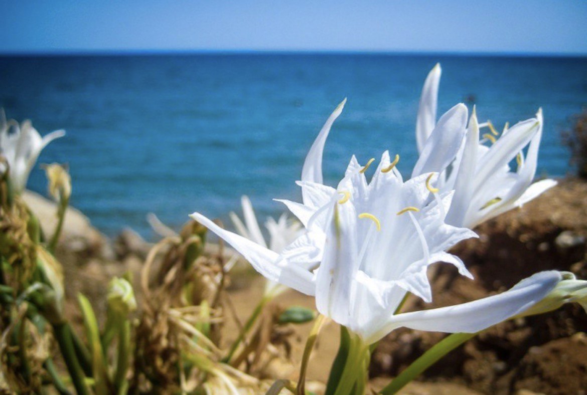 Regina Beach Holiday Apartments Toscana Vacanze Regina Beach